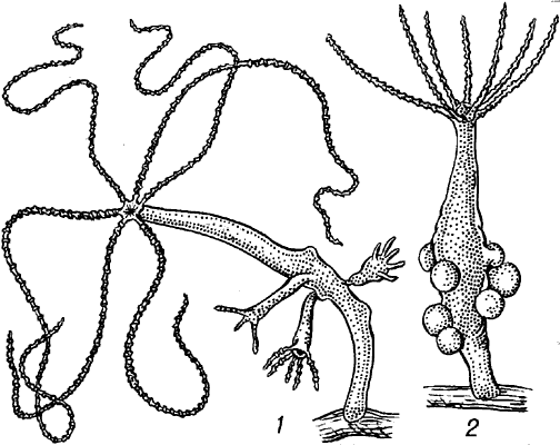 Kraken ссылка зеркало официальный